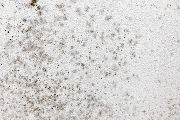 Reliable Marlborough, MO Mold Removal Solutions